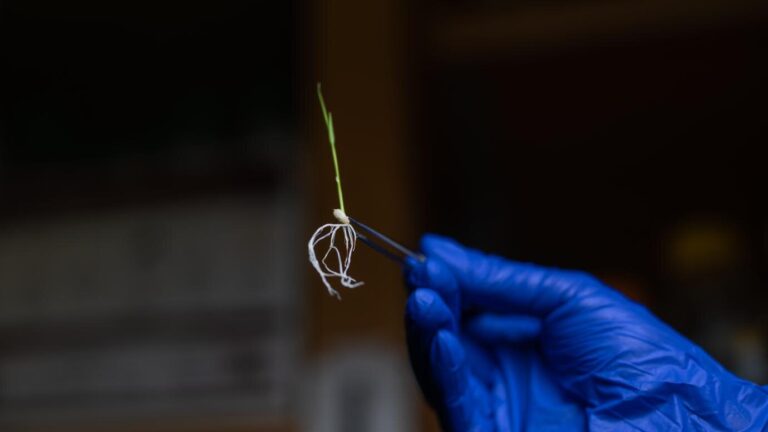 A Minor Genetic Deletion Could Transform Rice Yields — and Sidestep the GMO Debate