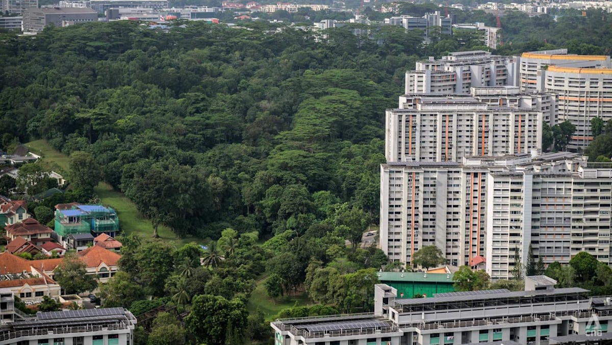 Maju Forest at a Crossroads: HDB's Sunset Way Plans Reveal the Limits of Singapore's Greenfield Dilemma